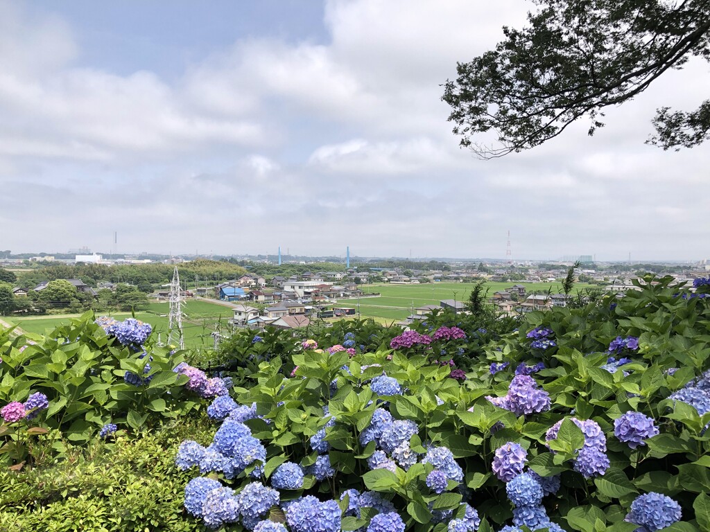水戸八幡宮の大けやき あじさい 技術者から翻訳者へのシルクロード