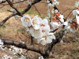 梅の花23.03 (2)