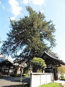 西福寺 (7)