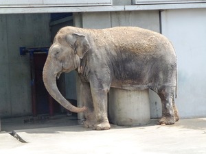 桐生が丘動物園 (4)