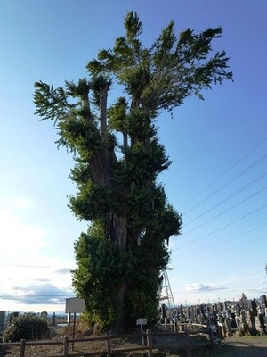 浄蔵寺 (4)