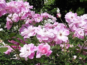 玉村町北部公園 バラ園 (4)