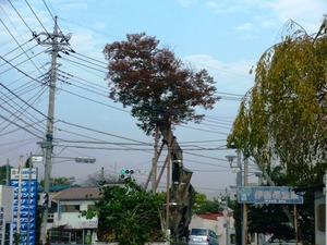 原町の大ケヤキ