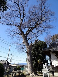 上栗須赤城神社 (11)