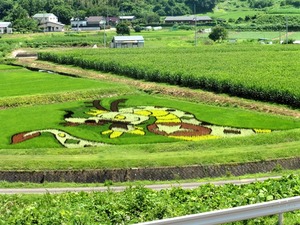 田んぼアート2024 (1)