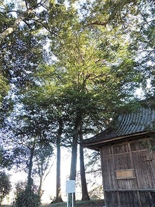 御巡部神社 (10)