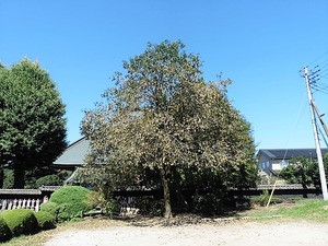 宝林寺 (11)