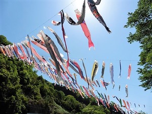 神流町 鯉のぼり (4)