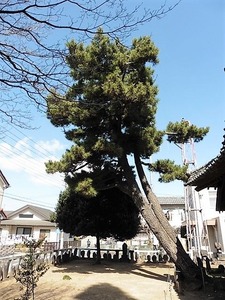 石倉神明宮 (10)