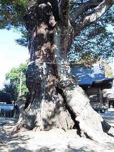 中村早尾神社 (7)