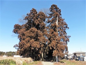 滝泉神社 (2)