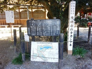 茂林寺大ラカンマキ (2)