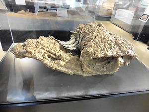 2号甲 (1)