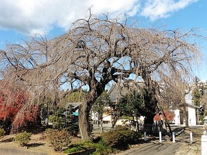 医光寺 (14)