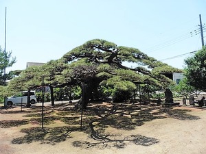 飯塚飯玉神社 (3)