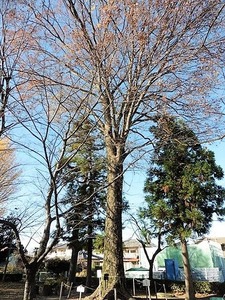 火雷若御子神社 (11)