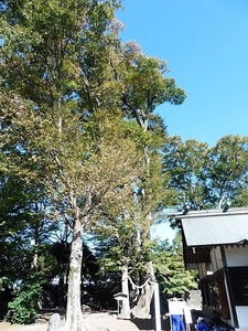 半田早尾神社 (11)
