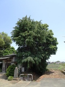 上大塚飯玉神社 (10)