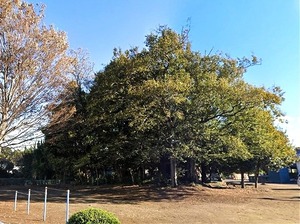 中江田矢抜神社 (9)
