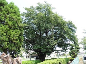 井野神社 (6)