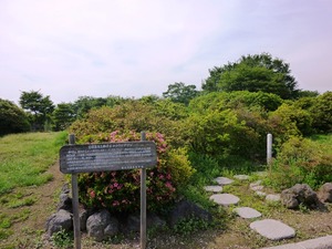 つつじが岡公園 (3)