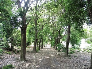 樋越神明宮 (4)