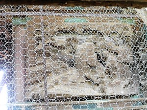 五料飯玉神社 (6)