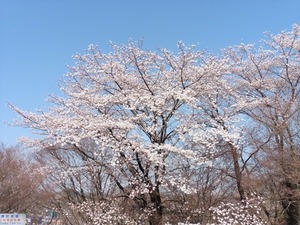 一峰公園 (1)