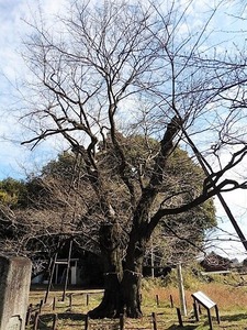 長柄神社 (5)