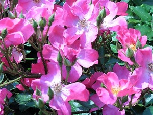 玉村町北部公園 バラ園 (9)