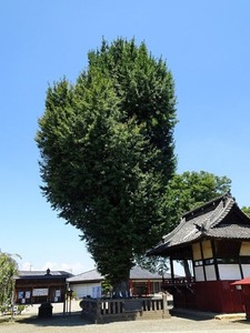 藤岡諏訪神社２ (17)