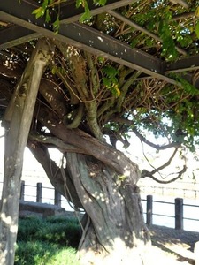 反町館跡2 (10)