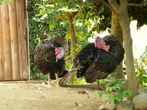 桐生が丘動物園 (11)