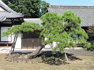 宝性寺 (6)