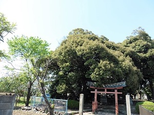 橳島飯玉神社 (1)