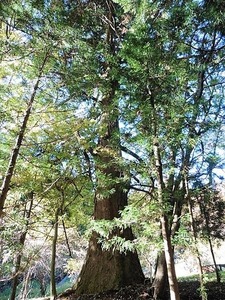 須賀尾諏訪神社 (8)