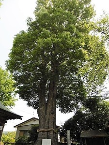 溝呂木諏訪神社 (7)