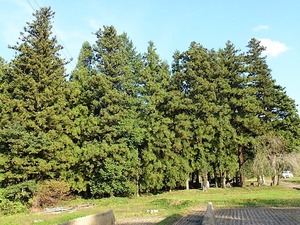 畔宇治神社 (10)