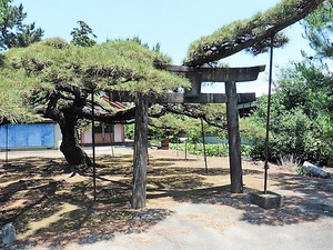 飯塚飯玉神社 (1)