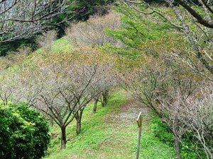 桜山公園 (7)