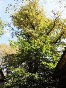 珊瑚寺の七不思議 (9)