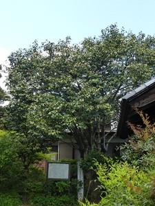 西廣寺 (4)