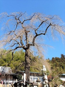 龍松寺 (9)