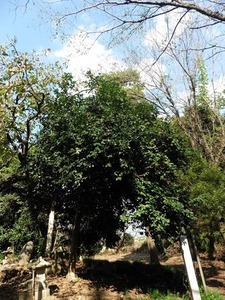 下江田矢抜神社 (10)