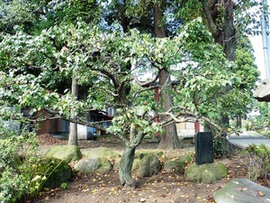 村主神社 (7)