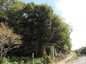 添わずが森 (1)