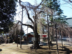 普済寺 (9)