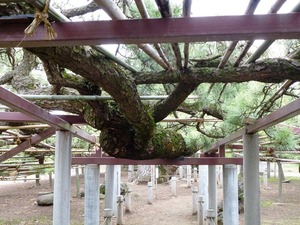 菅原神社(連取の松) (5)
