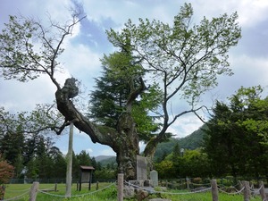 謙信のさかさ桜 (3)