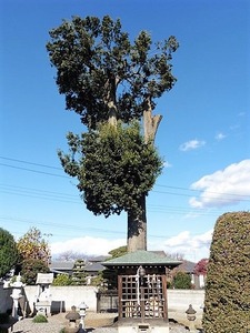 福島金剛寺 (14)